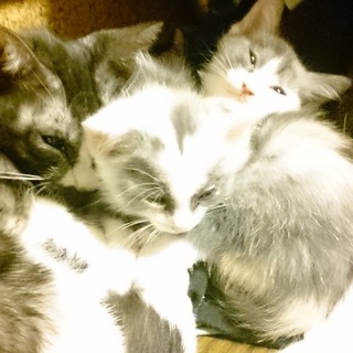 女の子ばかりですが......