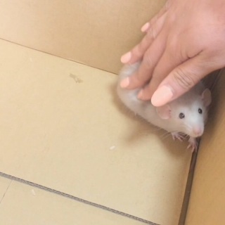 ダンボラットの女の子