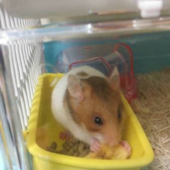 桜夜のカバー写真