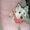 可愛い女の子です（8歳　ウェスティー） サムネイル2