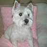 可愛い女の子です（8歳　ウェスティー） サムネイル4
