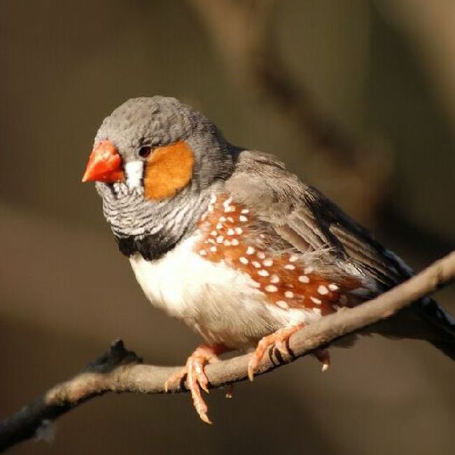 タバスコのカバー写真