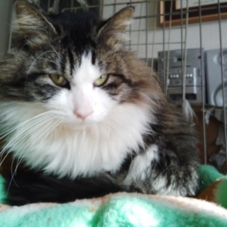 長毛の優しい大型の子です