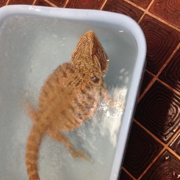 風呂に入れとくとだんだん温度が下がりそのまま寝始めプカプカ浮いていることがよくある。