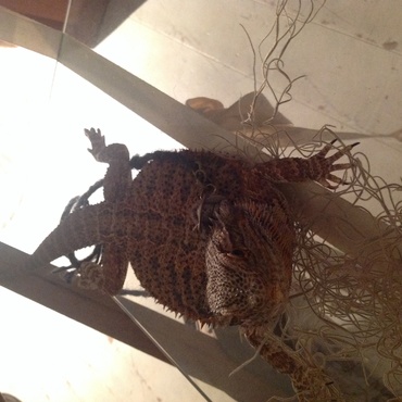 なぜかガラスの上が好きらしい。