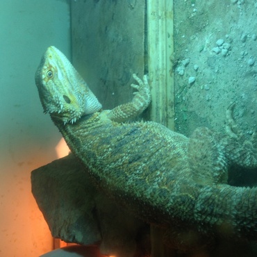 久しぶりにコオロギをやったら非常にご満悦なようでした。だが諦めはやはり早かった。