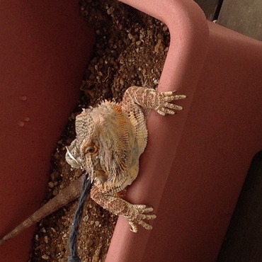 概ね人間より偉そうです。