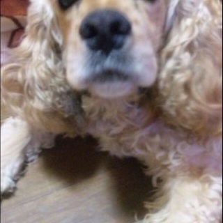 7歳アメリカンコッカーの里親さん急募です!!