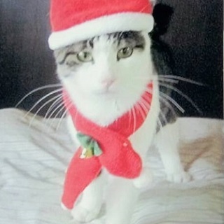 人懐っこいゴロ五郎君（１歳）