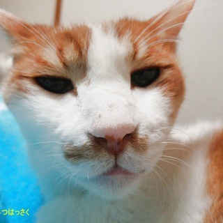 癒しねこ・大人の包容力　初心者でも大丈夫です