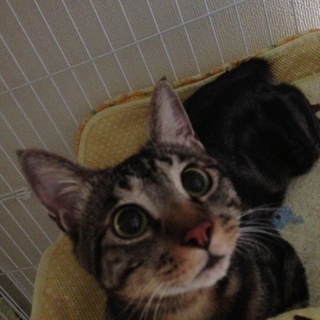 アメショー柄な♪アメくん♪