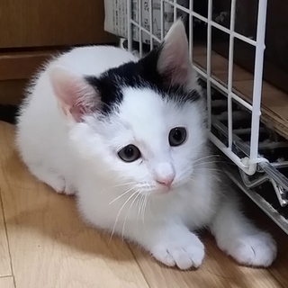 かわいい白黒の子猫