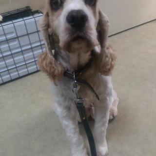 ココア♂アメリカン・コッカー・スパニエル