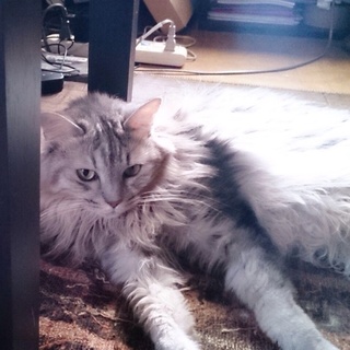 長毛グレーキジ美人