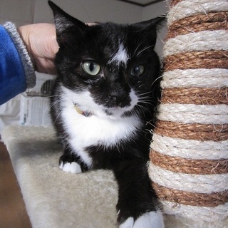 小顔のおっとり黒白　めるもちゃん　