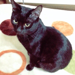 飼い主さんになってくれませんか？