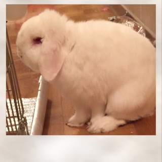 再度里親さん募集です