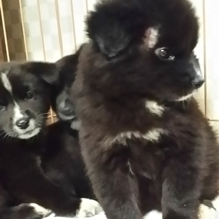 ふわふわの黒の甘えん坊の女の子(2か月）