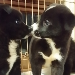 黒に少し白、可愛い女の子2匹（2.5か月）