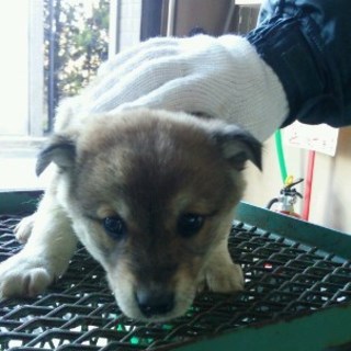 火曜が期限の子犬・オス１～２ヵ月です！