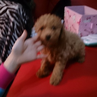 生後75日トイプードルオス