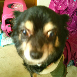 ６歳の大人しいチワワです。