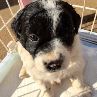 仔犬オス２匹、里親さん決定しました。