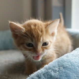 お転婆茶トラ「三つ葉」ちゃん（面談予定）