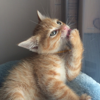 ちょっぴり控え目「四つ葉」ちゃん♪（面談予定）