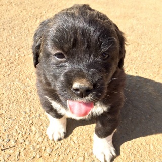 仔犬生後１か月、メス２匹です。