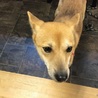 優しくて甘えん坊、扱いやすい柴MIX★ミアちゃん サムネイル4