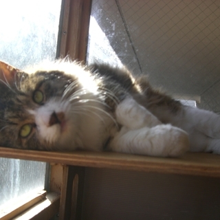 ★半長毛猫の大福（だいふく）ちゃん★