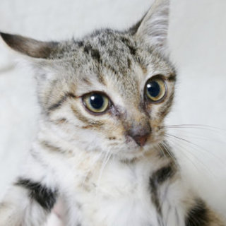 ３か月の仔猫、ベッキーちゃん