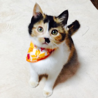 すりゴロの甘えん坊三毛ちゃん♪