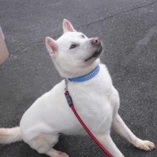 収容犬 ハク　とってもフレンドリー！