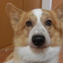 コーギー♂推定7～8歳、明良（あきら）