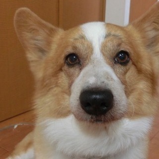 コーギー♂推定7～8歳、明良（あきら）