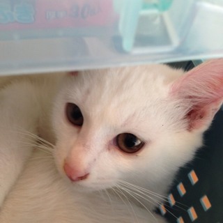 ★近畿★生後3ヶ月くらい　白猫　兄妹　男の子