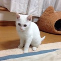 ★近畿★生後3ヶ月くらい　白猫　兄妹　女の子