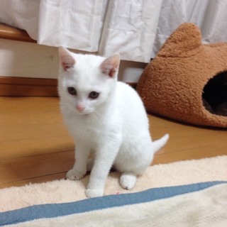 ★近畿★生後3ヶ月くらい　白猫　兄妹　女の子