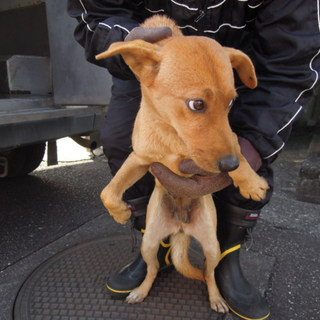 助けて下さい！！中型お母さんワンコです。