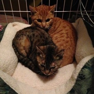 埼玉  4-5ヶ月4兄弟里親様募集（茶トラ）