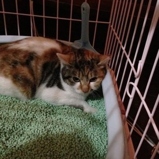 埼玉 4－5ヶ月4兄弟里親様募集（三毛）