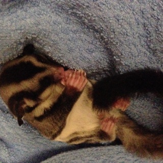 フクロモモンガの里親募集です。