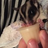 フクロモモンガの里親募集です。 サムネイル3