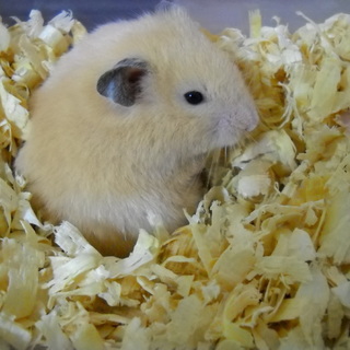 ハムちゃんの里親お探しています