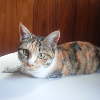 ＪＲ呉線の電車にのってた三毛トラ