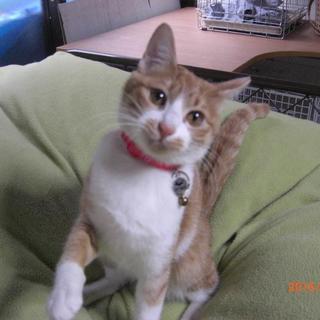 不妊済みメス、７ヶ月くらい茶白