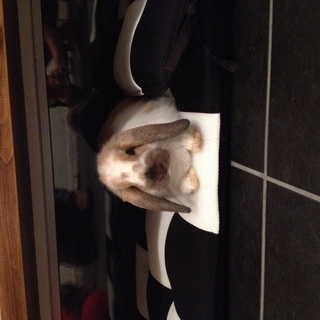 ホーランドロップイヤー♀1才1ヶ月