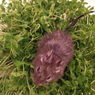 デグーの里親を募集します！